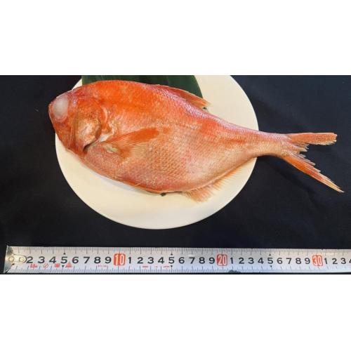 青森県産天然金目鯛 ラウンド 450~650g　バラ凍結