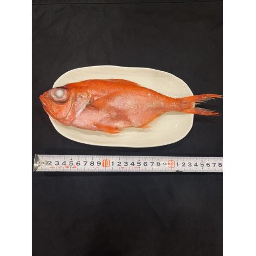 青森県産天然金目鯛 ラウンド 200~300g