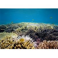 サンゴファイバー（天然物である風化造礁サンゴをレーヨンに練り込んだ繊維）