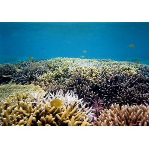 サンゴファイバー（天然物である風化造礁サンゴをレーヨンに練り込んだ繊維）