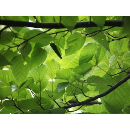 ヨガリトリートを世界遺産・屋久島で!