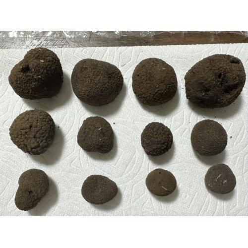 最高級「トリュフ」をご提案致します。