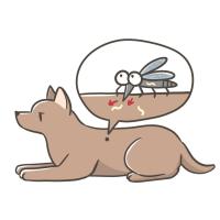 しらい動物病院 - 犬のフィラリア予防と最適な開始時期