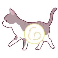 しらい動物病院 - 猫のフィラリア予防と重症化リスクについて