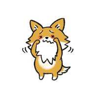 しらい動物病院 - 犬の眼科診療｜結膜炎・角膜炎・白内障など