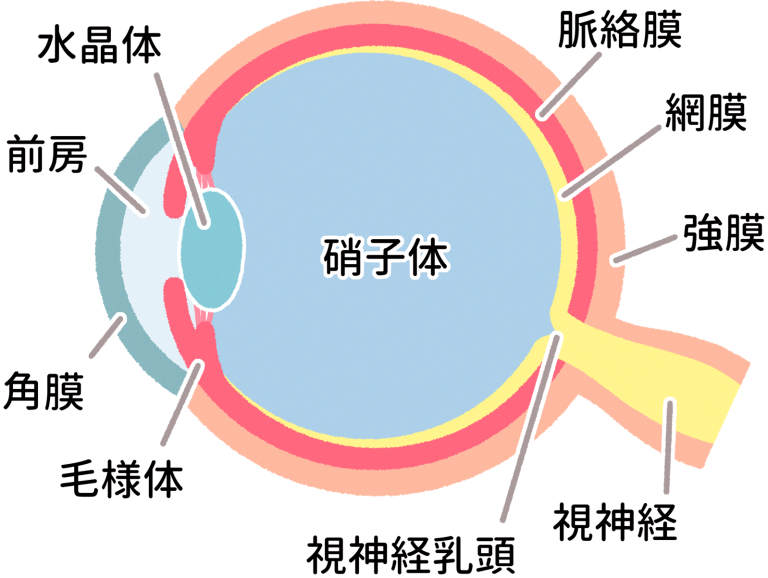 犬・猫の目が黒くなる原因と対処をやさしく解説