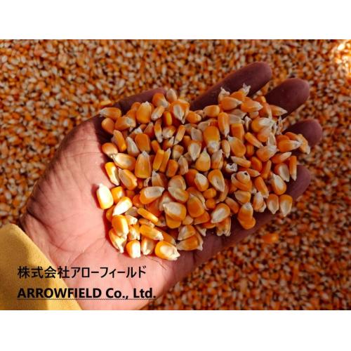 飼料用トウモロコシ(粒)を販売しています