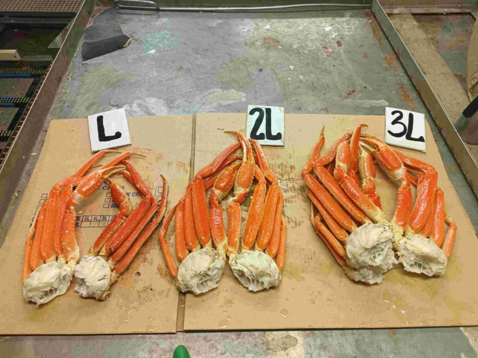 ズワイガニ オピリオ 蟹　SNOW CRAB OPILIO ロシア産 カニ　