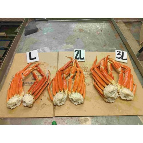 ズワイガニ オピリオ 蟹　SNOW CRAB OPILIO ロシア産 カニ　