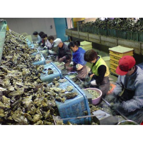 岡山県日生町直送 殻付活きカキ