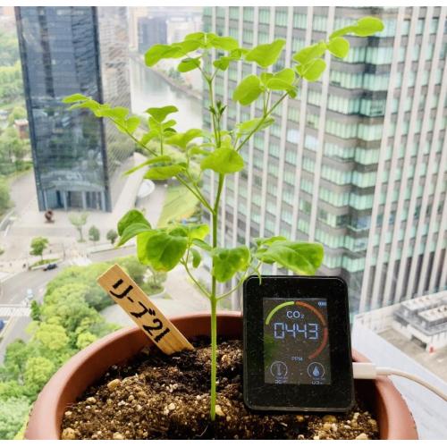 モリンガ植林事業で御社のカーボンニュートラルご支援(国内外:沖縄県・カンボジア)