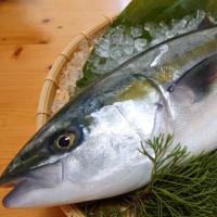 温暖で潮通しの良い宇和海で育ったご堪能鮮魚セット