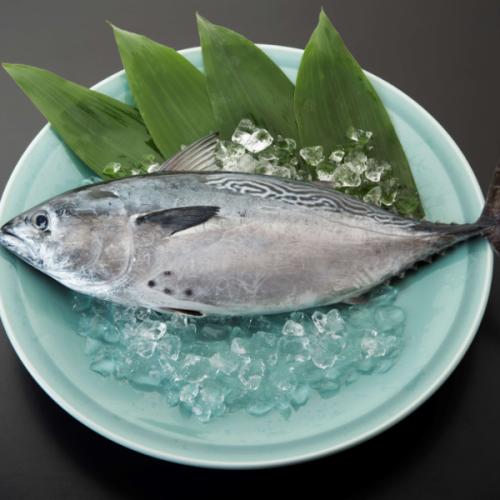 “究極の美味”　全身トロの幻の魚、媛スマ！！　1尾入/箱