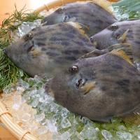 温暖で潮通しの良い宇和海で育ったご堪能鮮魚セット