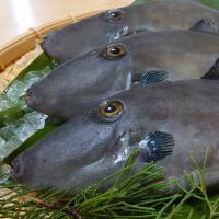 温暖で潮通しの良い宇和海で育ったご堪能鮮魚セット