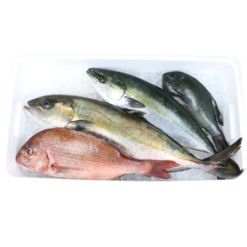 温暖で潮通しの良い宇和海で育ったご堪能鮮魚セット