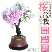 旭山桜 盆栽鉢植え 通販 送料無料 育て方 安全梱包 電話注文 ガーネット鉢植　