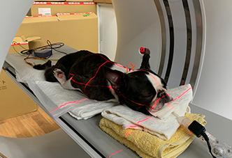 千葉県佐倉市｜CT完備の動物病院｜精密検査に対応