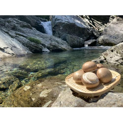 奇跡の清流が生んだ 主役になる野菜『によどマッシュルーム』