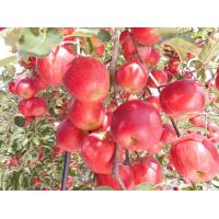 有限会社まるせい果樹園 - 福島のりんご