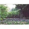5月中旬からは大村公園に花菖蒲が咲き乱れます